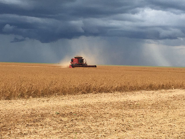 Mato Grosso farmers almost finished their fieldwork, completing 99% of their soybean harvest by last week. (Courtesy photo by Ricardo Arioli Silva)