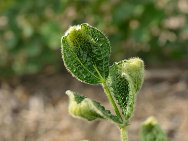 A repeat performance of off-target movement is not what the agriculture industry needs to see in 2018. (DTN photo by Jim Patrico)