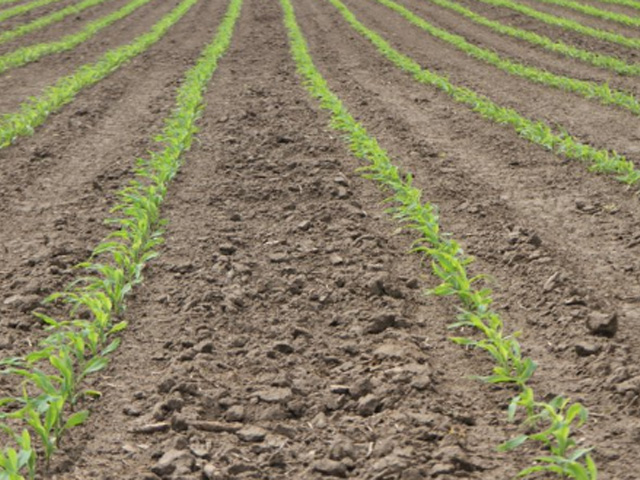 Crops are springing forward in the Midwest, as indicated by early growth of corn in Macon county, Illinois. (DTN photo by Pam Smith)