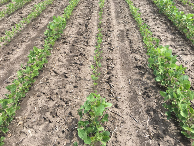 Grape colaspis damage was the verdict in this field south and east of Decatur, Illinois. The stand is damaged enough to require replanting. (DTN photo by Pamela Smith)