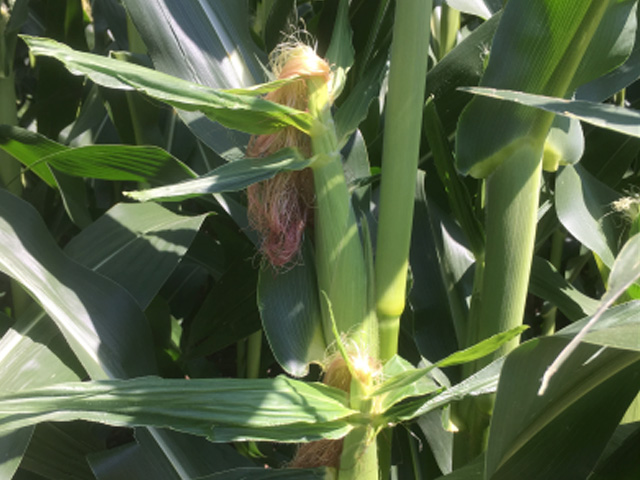 Corn silking is progressing rapidly across the central U.S., with a promising weather forecast for development. (DTN file photo by Bryce Anderson)