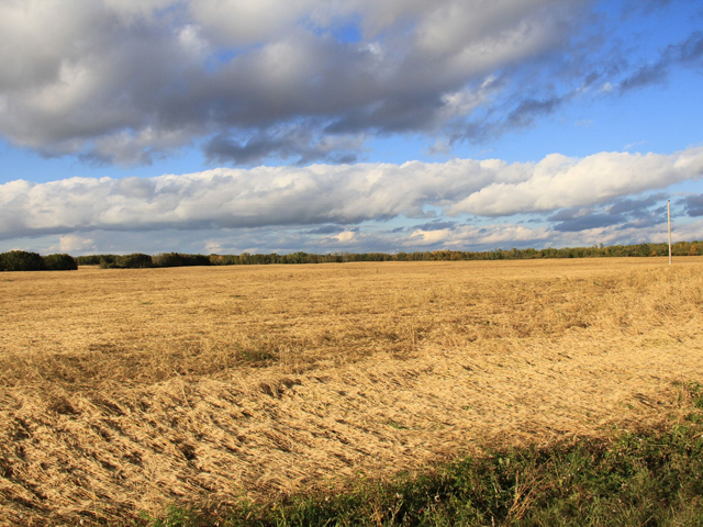 Rain and snow that flattened this crop near Mayfair, Saskatchewan have caused numerous harvest interruptions in the Canadian Prairies. (DTN photo by Elaine Shein)