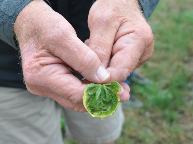 A redbud tree leaf shows distinctive dicamba exposure symptoms at a nursery in eastern Nebraska, where herbicide injury has been more visible than usual in the past few years. Redbuds are among the most sensitive of tree species to off-target dicamba movement. (DTN photo by Emily Unglesbee)