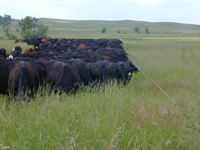 A group of senators are telling USDA more farmers would grow cover crops on prevented-planting acres if USDA would allow earlier haying and grazing. (DTN file photo) 