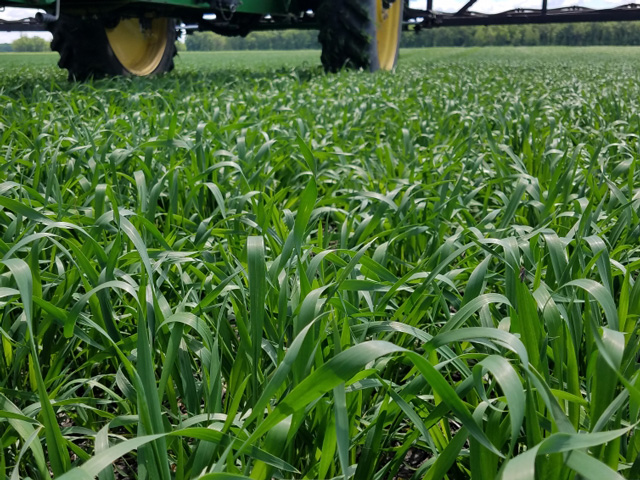 Spraying spring wheat in northwest Minnesota. (Photo by Tim Dufault, Crookston, Minnesota)