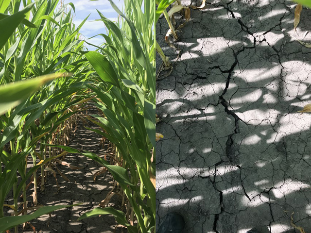 This cornfield in Schuyler County, Illinois, (west-central Illinois) produced 260 bushels per acre yield in 2017 (left). Late planting and now dry conditions mean the same field is on track to produce only half that amount in 2019. (Photos courtesy Adam Bauer) 