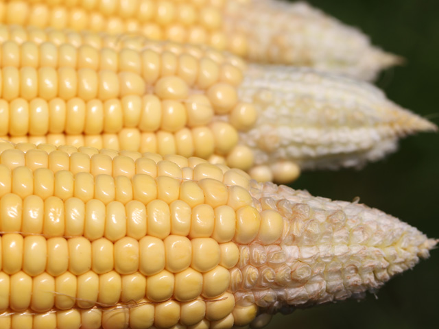 Corn in the dough stage, at 39%, is only about half the rate of one year ago. (DTN file photo by Pamela Smith) 