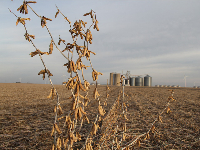 It&#039;s good to harvest lots of information when shooting for top soybean yields, but it is missed opportunity if you aren&#039;t reading your own fields for yield clues. (DTN Photo by Pamela Smith)