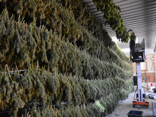 A Colorado farm hangs harvested hemp to dry. A lot of farmers grew hemp this year without a contract, creating a glut. Along with that the FDA is questioning the use of CBD oil. (DTN photo by Chris Clayton) 