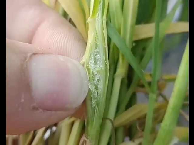 The ice John Schlessiger is finding in wheat stems after several consecutive nights of freezing temperatures is causing concerns for the winter wheat crop near Claflin, Kansas. (Photo courtesy of John Schlessiger)