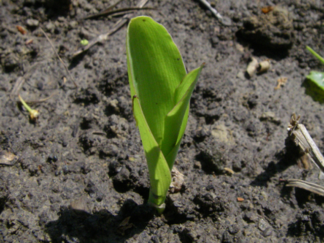 In spots, the new corn crop is poking out of the ground, but some areas don&#039;t have it so lucky. Excessive water and lack of moisture both cause problems in spots around the U.S. and Canada. (DTN file photo by Scott R Kemper)