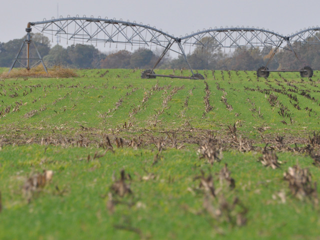 Adding cover crops to farmland helps sequester carbon and reduce ag&#039;s greenhouse gas footprint. (file photo by Chris Clayton)