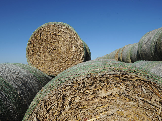 The holiday hay grinder helps the Quinns feed their cattle through the winter. (DTN file photo by Bob Elbert)