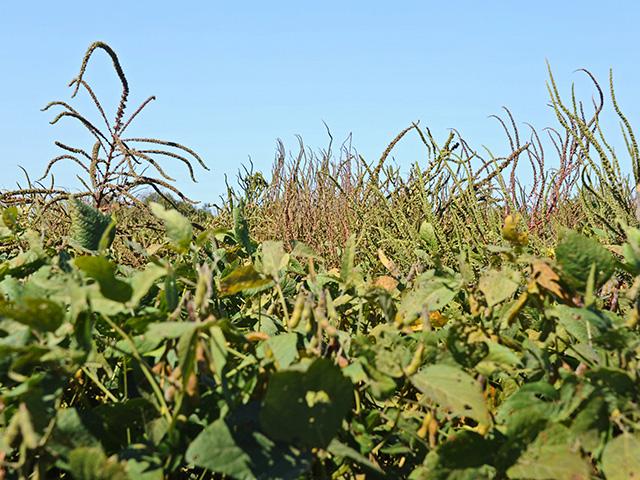 Tank mixing herbicides may be the most effective means of controlling the advance of herbicide resistance in tough-to-control weeds such Palmer amaranth, according to new research. (DTN photo by Pamela Smith)