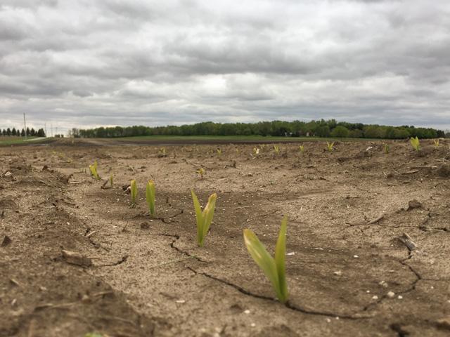 Corn seedlings in the Midwest show some frost burn on leaf tips and yellowish color because they need more sunshine. (DTN photo by Pamela Smith)