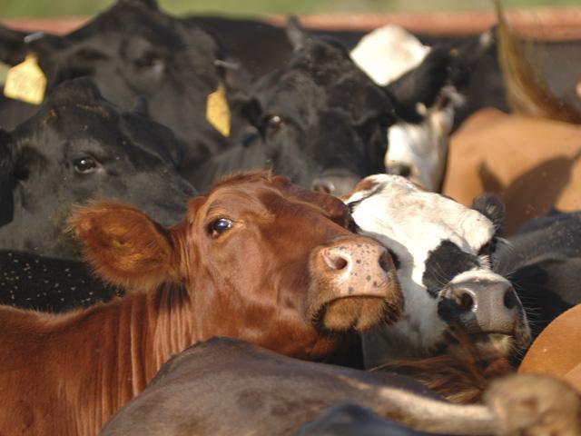 After crashing lower due to a slew of outside economic pressures, could the livestock complex have found a new bottom? (Photo by Jim Patrico)