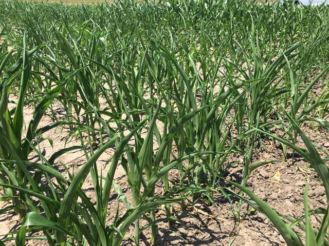 In an effort to conserve water, corn plants will roll up their leaves and do their best impression of a pineapple. (DTN photo by Pamela Smith)