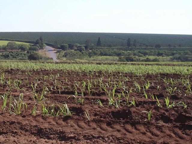 BP announced it was acquiring the other half of a Brazilian sugarcane ethanol joint venture with Bunge Global. (DTN file photo)