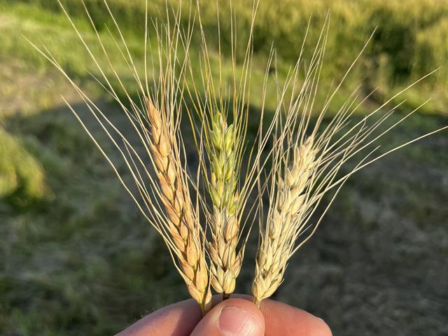 Scab can be seen in these different samples of spring wheat from the same fields from northern Minnesota. (Photo courtesy of Kris Folland)