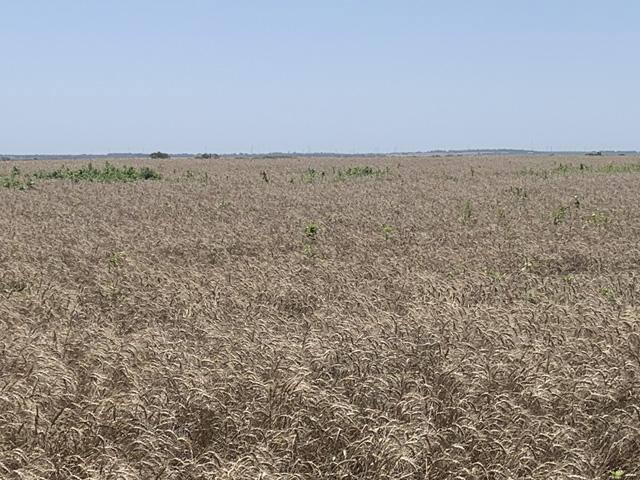 A ripe, hard red winter wheat field in southern Kansas waiting for harvest after rains slowed progress. This field is leaning quite a bit according to the farmer, but not laying on the ground. (Photo courtesy of Scott Van Allen)