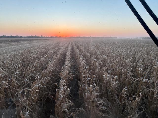 Chase, Kansas, corn harvest 2025. Some central Kansas farmers have reported above-average corn yields this season versus the past two years thanks to timely rains. (Photo courtesy of Sieker Farms)