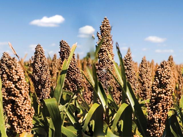 Last year, the top-yielding entry in the National Sorghum Yield Contest nearly quadrupled the national average. How high can yields go in 2025? (Photo courtesy of National Sorghum Producers)