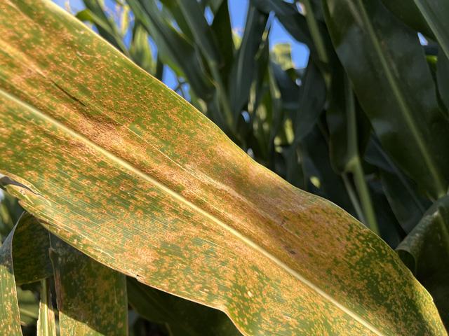Southern rust hit this field in central Illinois hard in 2025. So far, reports have been lighter in 2026, but farmers are encouraged to keep scouting to guard against losses. (DTN photo by Pamela Smith)