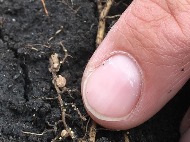 About four weeks after soybean planting is a good time to dig to look for soybean cyst nematode. The adult SCN females are small and white compared to nitrogen-fixing nodules. (DTN photo by Pamela Smith)
