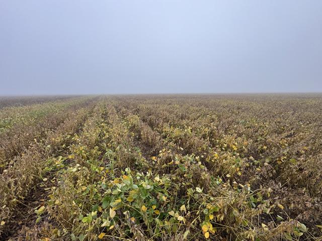 A wet soybean field on a foggy morning in Marquette, Nebraska on September 27, with more rain on the way. Photo by Cale Carlson