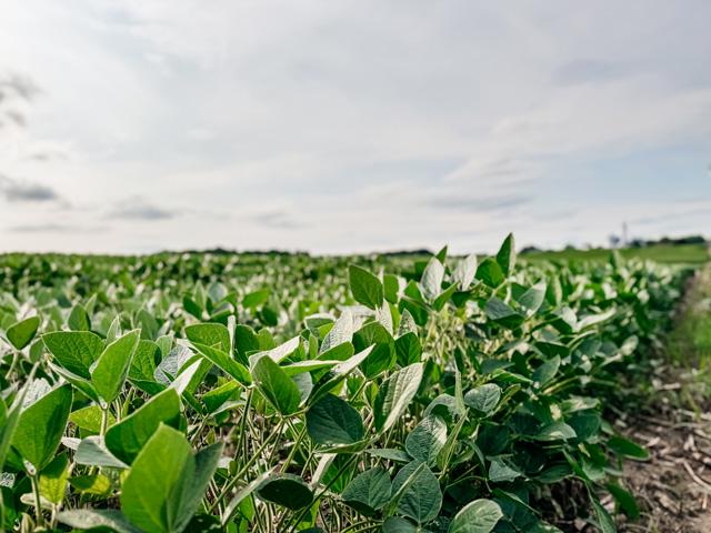 Fields like this represent the dedication and resilience farming takes every year, while also reflecting the realities of agriculture such as volatile markets, weather challenges, pests and diseases that make each season a challenge. (DTN photo by EllaMae Reiff)