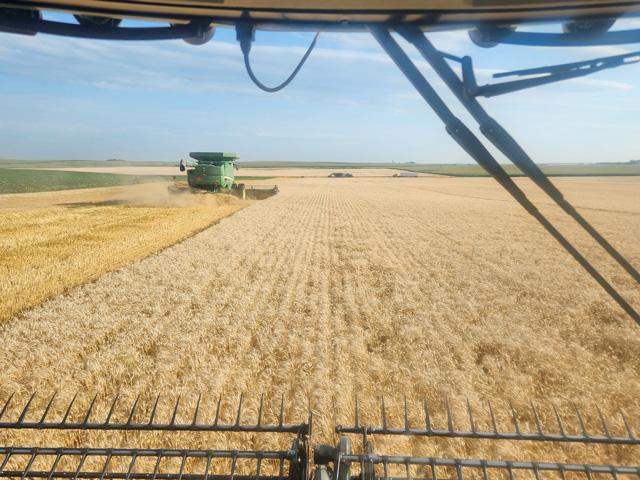 Spring wheat harvest in Zeeland, North Dakota. This farmer said they saw above-average yields and below-normal protein. Protein was 12.4 to 13.8 and quality was good, with excellent falling numbers and 64 lb. test weight. (Photo courtesy of Allan Rohrich)