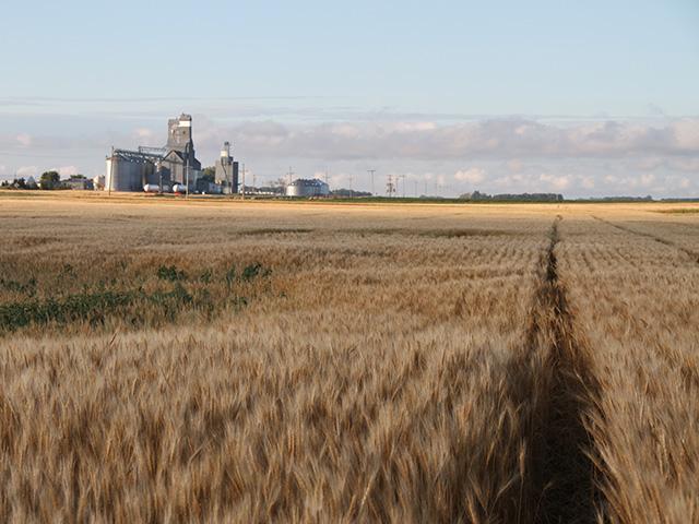 It&#039;s spring wheat season and spring wheat growers still have time to enter the 2023 National Wheat Yield Contest. (DTN photo by Pamela Smith)
