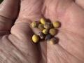 Soybeans exhibiting various quality issues, including purple seed stain, are showing up as combines begin rolling in earnest in Iowa. (DTN photo by Matthew Wilde)
