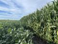Those field checks in mid-August might work up a sweat, but they are a good way to stage the crop for harvest. (DTN photo by Pamela Smith)