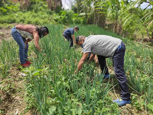 A family in a remote Venezuelan farming town depend on their garden for food and income and have benefitted from a UN Food and Agriculture Organization program aimed at increasing the production of family agriculture. (Photo courtesy of U.S. Food and Agricultural Organization/Rohnal Valderrey)