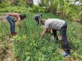A family in a remote Venezuelan farming town depend on their garden for food and income and have benefitted from a UN Food and Agriculture Organization program aimed at increasing the production of family agriculture. (Photo courtesy of U.S. Food and Agricultural Organization/Rohnal Valderrey)