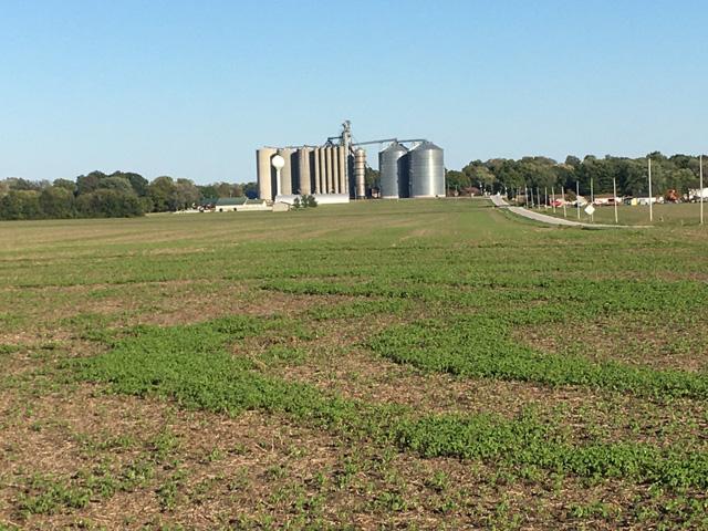Many harvested soybean fields, like this one in central Illinois, have greened up with volunteer soybeans. Frost will doom the tender seedlings. (DTN photo by Pamela Smith)