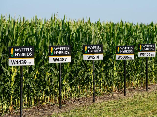 The 2025 corn crop is likely to be smaller than previous USDA estimates, based on yield data from hundreds of Wyffels Hybrids&#039; plots located in the heart of the Corn Belt. (Photo courtesy of Wyffels Hybrids)
