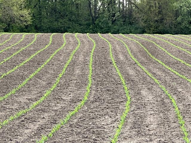 Corn is up and growing near Blue Mound, Illinois. Spotty weather scenarios have narrowed planting windows for some farmers. (DTN photo by Pamela Smith)