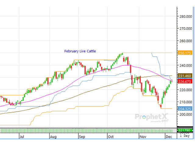 Traders will be closely watching boxed beef prices and the fed cash cattle market to see if support develops. (DTN ProphetX chart)