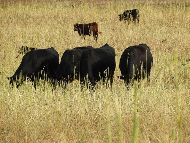 Cattle graze in South Dakota. A new conservation proposal from the Biden administration to preserve 30% of land in the U.S. by 2030 has raised more concerns from agricultural groups about the federal government&#039;s role in land. The lack of details from the Biden administration is feeding some of the fears as well. (DTN file photo) 