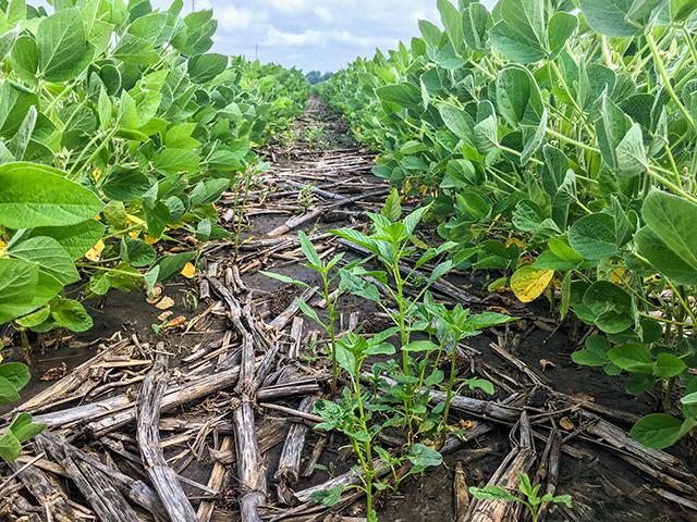 Scientists are working to understand the genetic workings of waterhemp, the Midwest&#039;s problem weed. (DTN photo by Pamela Smith)