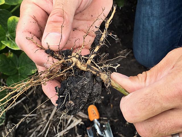 Soybean cyst nematodes, whose tiny white egg masses are shown above, have outsmarted many SCN-resistant soybeans, but a Bt soybean trait from BASF could offer growers a new mode of action -- if they can wait until the end of the decade. (DTN photo by Pamela Smith) 