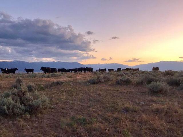 The cash cattle trade could have a large influence on how the upcoming feeder cattle market trades. (DTN photo by ShayLe Stewart)