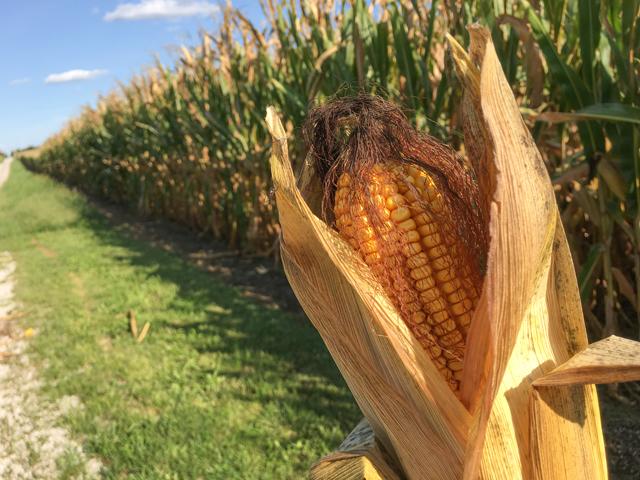 The U.S. corn crop appears in general to be in similar condition at this point in the season to the record year 2017. (DTN photo by Pamela Smith)