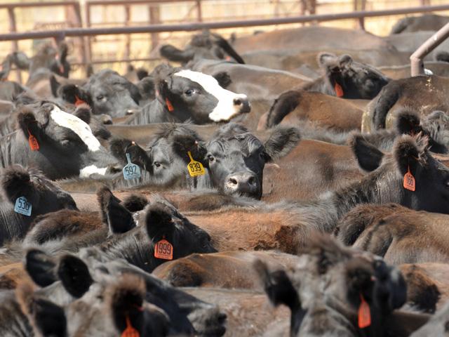 The April 2022 live cattle contract has been able to sustain $140 for quite some time, but as the market prepares to break into the new year, will the market endure the test of time and yield $140 prices come next spring? (DTN file photo by Jim Patrico)