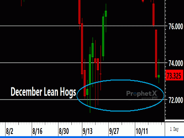 December lean hogs are nearing support from mid-September with traders advised to watch for a short-term divergence in momentum.