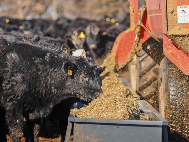 Monday afternoon, the spot October live cattle contract scored a new contract high, which could encourage traders to keep supporting the market through the week. (Photo by Jim Patrico)