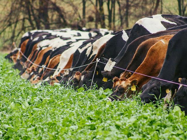 USDA&#039;s Partnership for Climate-Smart Commodities program will announce 70 projects nationally meant to test if farmers and livestock producers can sequester carbon in the soil while getting more value for their commodities. At least 13 of the projects involve livestock including some that incentivize diversifying grazing rotations and using cover crops to graze cattle. (DTN file photo)