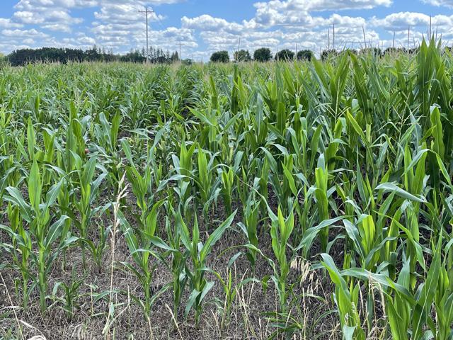 Like the health of this cornfield outside of Jordan, Minnesota, crop conditions across the Corn Belt have been variable. (DTN photo by John Baranick)